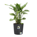 greensense aqua care rond 43cm houtskoolgrijs